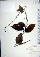 大葉山螞蝗藏品圖，第1張