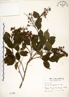 九芎藏品圖，第1張