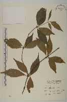 草珊瑚、紅果金粟蘭藏品圖，第1張