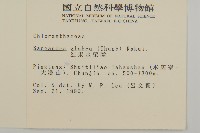 草珊瑚、紅果金粟蘭藏品圖，第2張