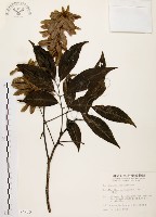 黃杞藏品圖，第1張