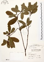 黃肉樹, 小梗木薑子藏品圖，第1張