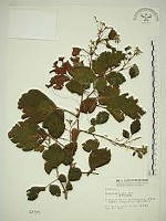 波葉山螞蝗藏品圖，第1張