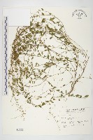 土丁桂藏品圖，第1張