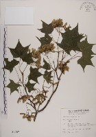 青楓藏品圖，第1張