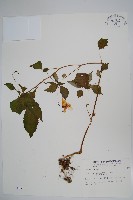 紫花鳳仙花藏品圖，第1張