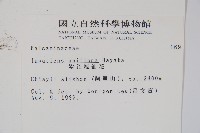 紫花鳳仙花藏品圖，第2張