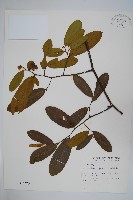 瓜馥木藏品圖，第1張