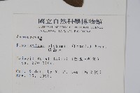 瓜馥木藏品圖，第2張