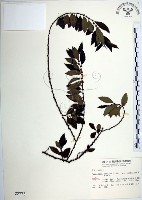 水雞油藏品圖，第1張