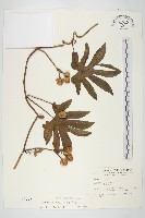 掌葉牽牛藏品圖，第1張