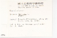 掌葉牽牛藏品圖，第2張