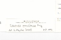 掌葉牽牛藏品圖，第3張