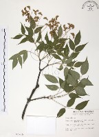 野鴉椿藏品圖，第1張