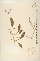 剪刀股藏品圖，第1張