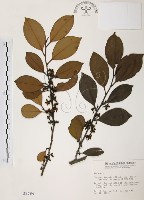 森氏紅淡比藏品圖，第1張