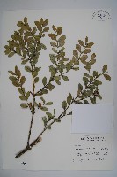 臺灣黃楊藏品圖，第1張