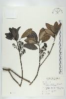 薄葉虎皮楠藏品圖，第1張