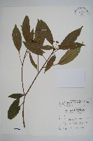 臺灣樹參藏品圖，第1張