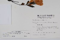 馬藍藏品圖，第2張