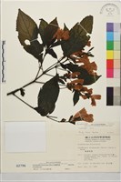 馬藍藏品圖，第2張