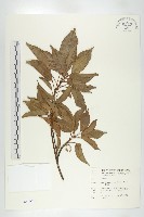 薯豆藏品圖，第1張