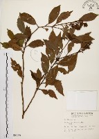 鼠刺藏品圖，第1張