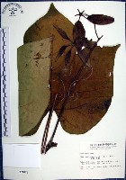 梧桐藏品圖，第1張