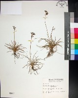 乾溝飄拂草藏品圖，第1張