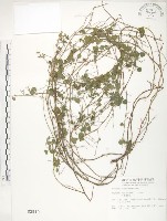 小葉括根藏品圖，第1張