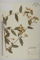 大頭艾納香藏品圖，第1張