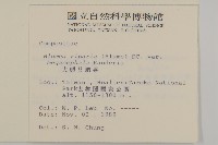 大頭艾納香藏品圖，第2張