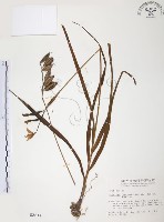 臺灣白及藏品圖，第1張