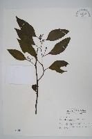 多子漿果莧藏品圖，第1張