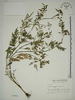 水芹菜藏品圖，第1張