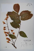 鐘萼木藏品圖，第1張