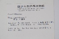 木蠟樹、山漆藏品圖，第2張