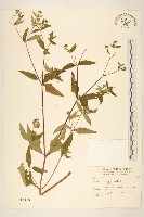 豨薟藏品圖，第1張