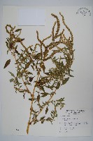 刺莧藏品圖，第1張