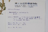 刺莧藏品圖，第2張