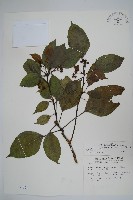 臺灣樹參藏品圖，第1張