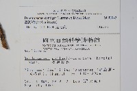 臺灣樹參藏品圖，第2張