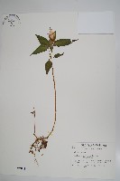 紫花鳳仙花藏品圖，第1張