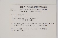 紫花鳳仙花藏品圖，第2張