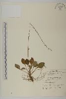 臺灣鬼督郵藏品圖，第1張