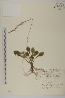 臺灣鬼督郵藏品圖，第1張