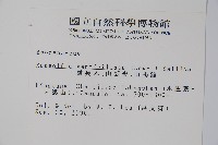 蘿芙木藏品圖，第2張