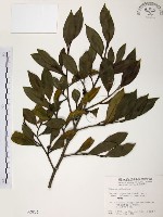 森氏紅淡比藏品圖，第1張