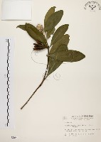 大頭茶藏品圖，第1張