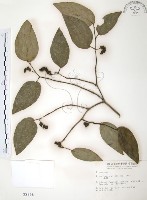 風藤藏品圖，第1張